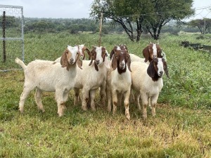 14X BOER GOAT OOI/DOE STONEHAM BOERBOK STOET