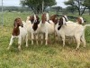 14X BOER GOAT OOI/DOE STONEHAM BOERBOK STOET - 2