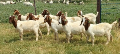 10X BOER GOAT RAM STONEHAM BOERBOK STOET