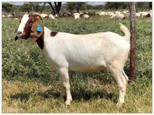 1X BOER GOAT OOI/DOE STOET STONEHAM BOERBOK STOET