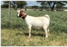 1X BOER GOAT OOI/DOE STOET STONEHAM BOERBOK STOET