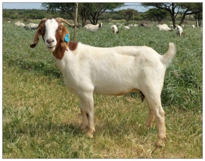 1X BOER GOAT OOI/DOE STOET STONEHAM BOERBOK STOET