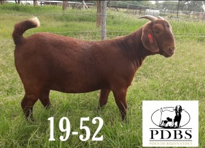 LOT 74 1X OOI/EWE Poen du Bruyn Boerbok Stoet KUDDE