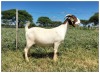 1X BOER GOAT OOI/DOE STOET STONEHAM BOERBOK STOET