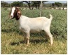 1X BOER GOAT OOI/DOE STOET STONEHAM BOERBOK STOET