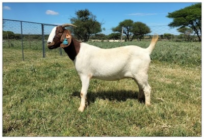 1X BOER GOAT OOI/DOE STOET STONEHAM BOERBOK STOET