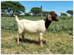 1X BOER GOAT OOI/DOE STOET STONEHAM BOERBOK STOET