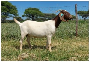 1X BOER GOAT OOI/DOE STOET STONEHAM BOERBOK STOET