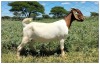 1X BOER GOAT OOI/DOE STOET STONEHAM BOERBOK STOET