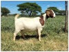 1X BOER GOAT OOI/DOE STOET STONEHAM BOERBOK STOET