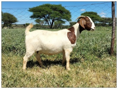 1X BOER GOAT OOI/DOE STOET STONEHAM BOERBOK STOET