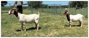 1+1X BOER GOAT OOI/DOE STOET STONEHAM BOERBOK STOET