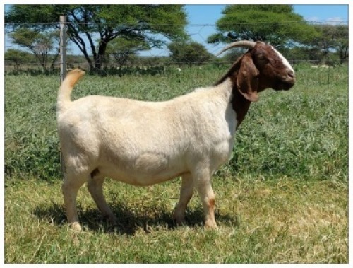 1X BOER GOAT OOI/DOE STOET STONEHAM BOERBOK STOET