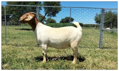 WITHDRAW - 1X BOER GOAT OOI/DOE STOET STONEHAM BOERBOK STOET