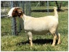 1X BOER GOAT OOI/DOE STOET STONEHAM BOERBOK STOET