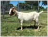 1X BOER GOAT OOI/DOE STOET STONEHAM BOERBOK STOET