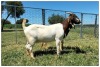 1+1X BOER GOAT OOI/DOE STOET STONEHAM BOERBOK STOET