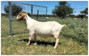 1X BOER GOAT OOI/DOE STOET STONEHAM BOERBOK STOET