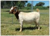 1X BOER GOAT OOI/DOE STOET STONEHAM BOERBOK STOET