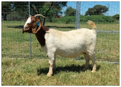 1X BOER GOAT OOI/DOE STOET STONEHAM BOERBOK STOET