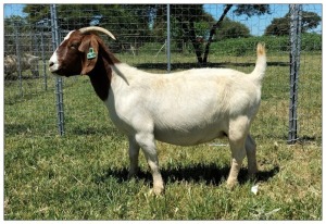 WITHDRAW - 1X BOER GOAT OOI/DOE STOET STONEHAM BOERBOK STOET