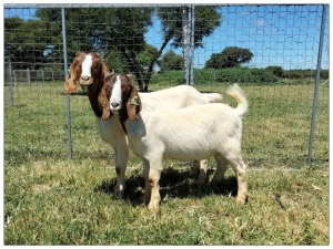 1+1X BOER GOAT OOI/DOE STOET STONEHAM BOERBOK STOET