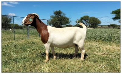 1X BOER GOAT OOI/DOE STOET STONEHAM BOERBOK STOET