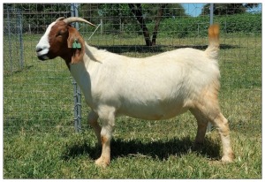 1X BOER GOAT OOI/DOE STOET STONEHAM BOERBOK STOET