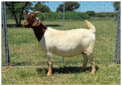 1X BOER GOAT OOI/DOE STOET STONEHAM BOERBOK STOET