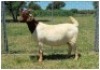 1X BOER GOAT OOI/DOE STOET STONEHAM BOERBOK STOET