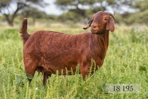 LOT 76 1X OOI/EWE Diamantveld Kalahari Reds KUDDE