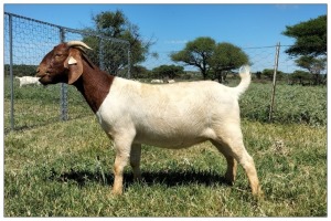 1X BOER GOAT OOI/DOE STOET STONEHAM BOERBOK STOET