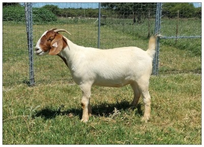 1X BOER GOAT OOI/DOE STOET STONEHAM BOERBOK STOET