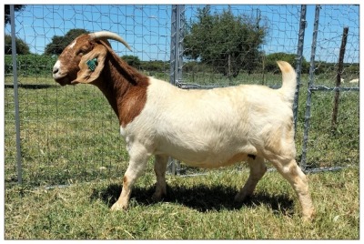 1X BOER GOAT OOI/DOE STOET STONEHAM BOERBOK STOET