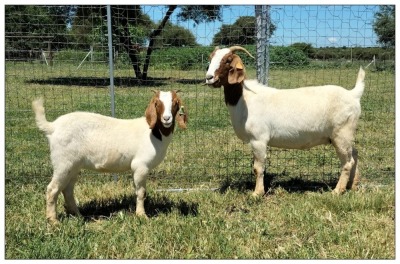 1+1X BOER GOAT OOI/DOE STOET STONEHAM BOERBOK STOET