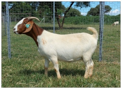 1X BOER GOAT OOI/DOE STOET STONEHAM BOERBOK STOET