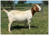 1X BOER GOAT OOI/DOE STOET STONEHAM BOERBOK STOET