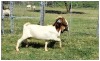 1+1X BOER GOAT OOI/DOE STOET STONEHAM BOERBOK STOET