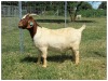 1X BOER GOAT OOI/DOE STOET STONEHAM BOERBOK STOET