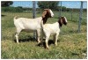 1+1X BOER GOAT OOI/DOE STOET STONEHAM BOERBOK STOET