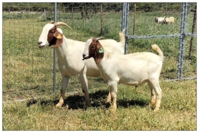 1+1X BOER GOAT OOI/DOE STOET STONEHAM BOERBOK STOET