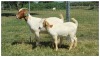 1+1X BOER GOAT OOI/DOE STOET STONEHAM BOERBOK STOET