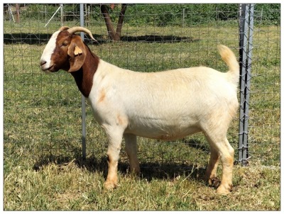 1X BOER GOAT OOI/DOE STOET STONEHAM BOERBOK STOET