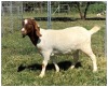 1X BOER GOAT OOI/DOE STOET STONEHAM BOERBOK STOET