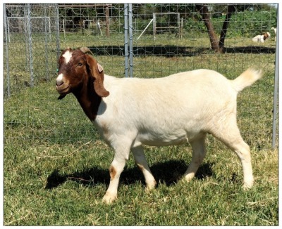 1X BOER GOAT OOI/DOE STOET STONEHAM BOERBOK STOET