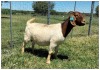 1X BOER GOAT OOI/DOE STOET STONEHAM BOERBOK STOET