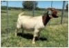 1X BOER GOAT OOI/DOE STOET STONEHAM BOERBOK STOET