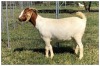 1X BOER GOAT OOI/DOE STOET STONEHAM BOERBOK STOET