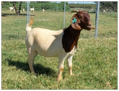 1X BOER GOAT OOI/DOE STOET STONEHAM BOERBOK STOET