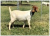 1X BOER GOAT OOI/DOE STOET STONEHAM BOERBOK STOET